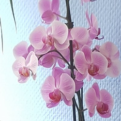 Buhlan Wellness Massage